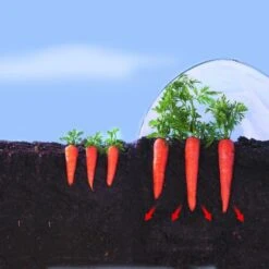 Kweekfolie / Tunnelfolie - 2 × 10 M -EDIALUX Verkoop 2025 1534088192 2 600