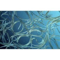 Aquanemix 1.25 V - Doseersproeier Voor Aaltjes -EDIALUX Verkoop 2025 auquanemix 125 v doseersproeier 1497858309 1 600