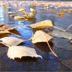 Fijnmazig Vijvernet 6 × 5 Meter -EDIALUX Verkoop 2025 fijnmazig vijvernet 6 x 5 meter 1541778382 1 600