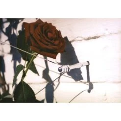 Geleidingssysteem Voor Klimplanten Palissa -EDIALUX Verkoop 2025 geleidingssysteem voor klimplanten 1601382137 3 600