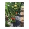Gronddoek Met Openingen Voor Tomaten - 60 Cm × 5 M