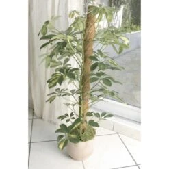 Kokos Kamerplantensteun - Plantstok Ø45 Mm × 1,2 M -EDIALUX Verkoop 2025 kokos plantstok 45 mm x 12 m 1622716785 4 600