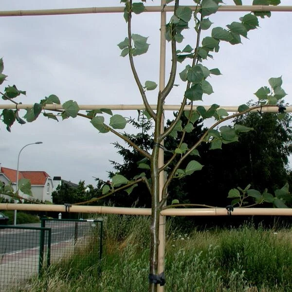 Vigne-fix 7 Cm Plantenbinder - 500 G 3 Vigne-fix 7 Cm Plantenbinder - 500 G - Afbeelding 3