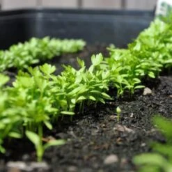 Zaaibak Zwart 57 × 42 × 8 Cm -EDIALUX Verkoop 2025 zwarte zaaibak 55 x 40 x 8 cm 1484055699 5 600